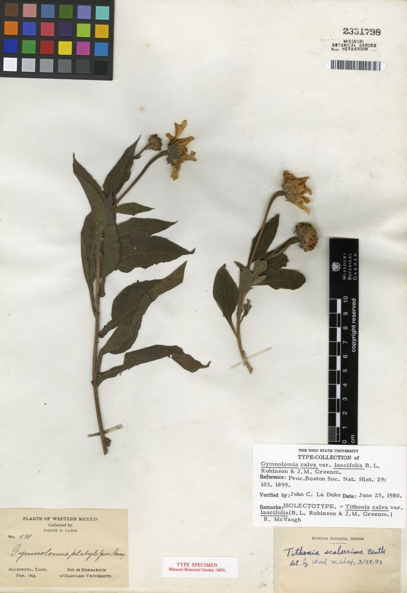 Tithonia calva var. lancifolia