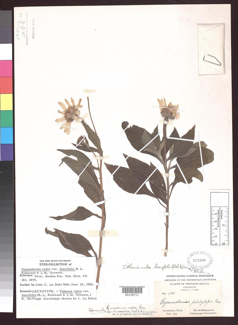 Tithonia calva var. lancifolia photo 2