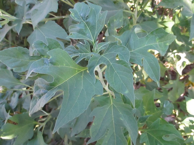 Tree Marigold photo 5