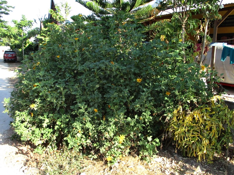 Tree Marigold photo 6