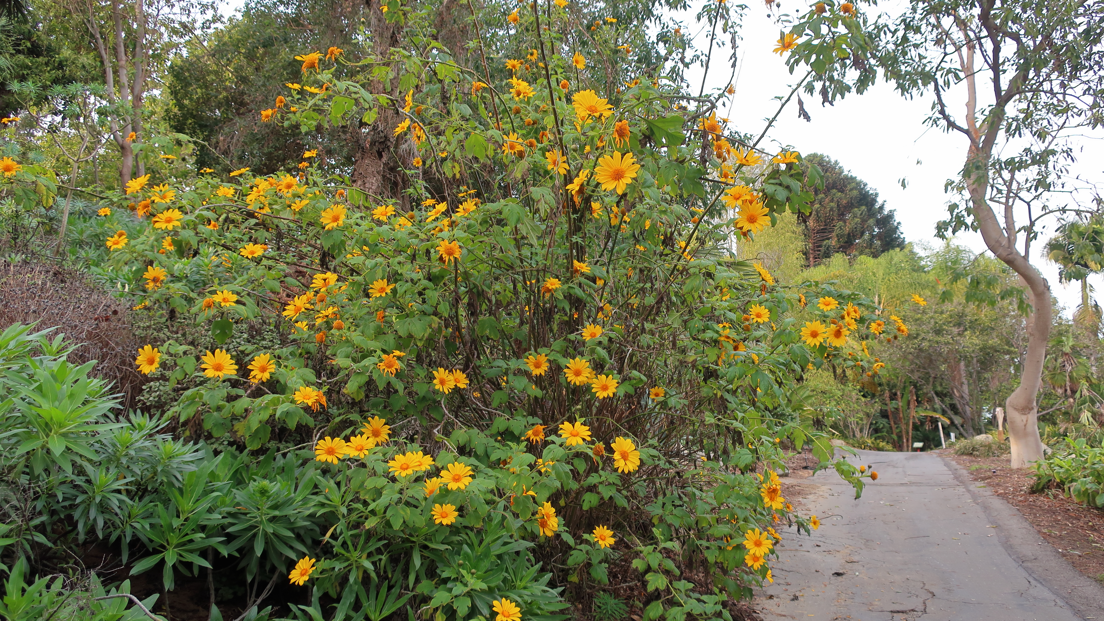 Tree Marigold photo 7