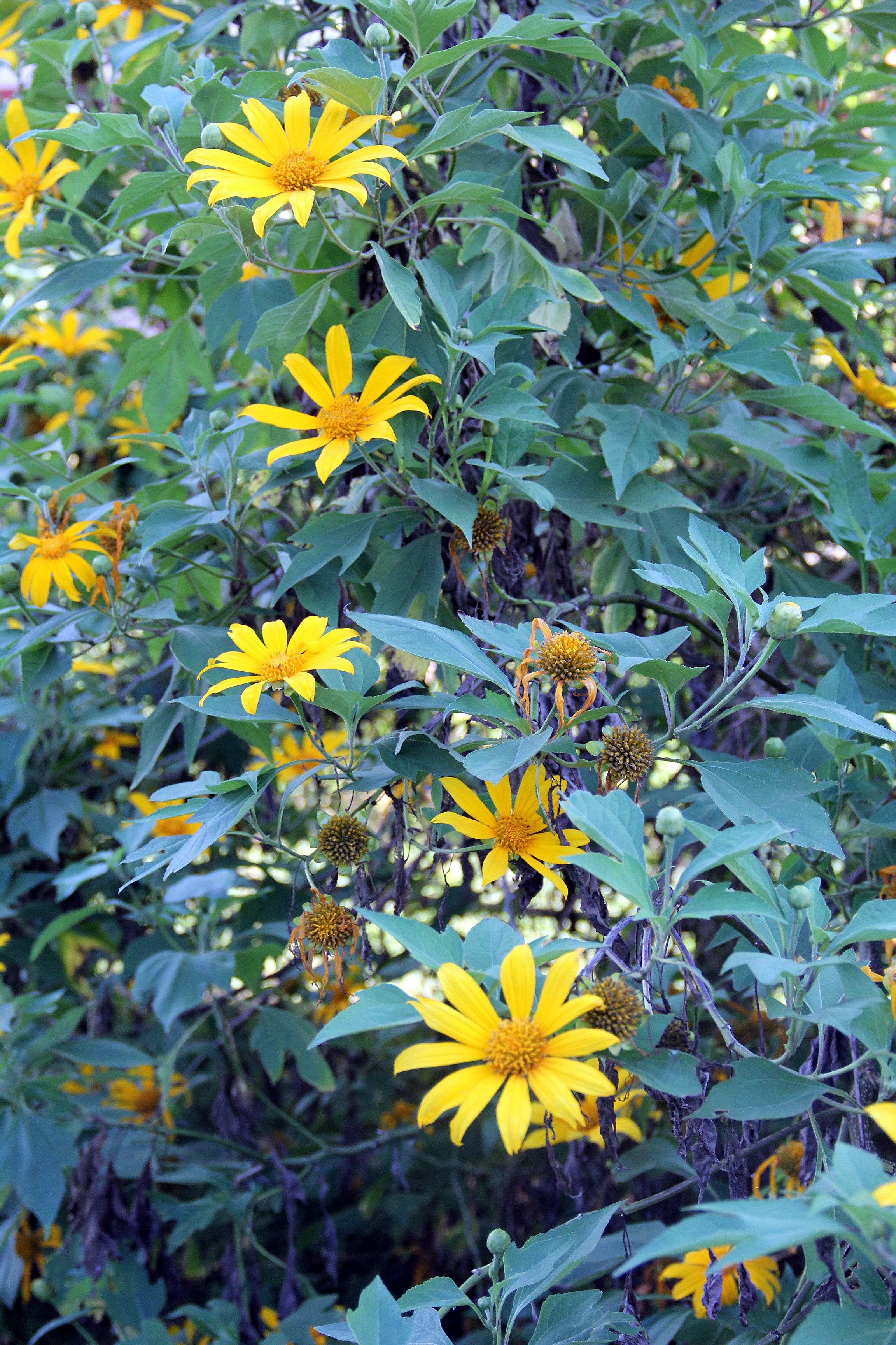 Tree Marigold