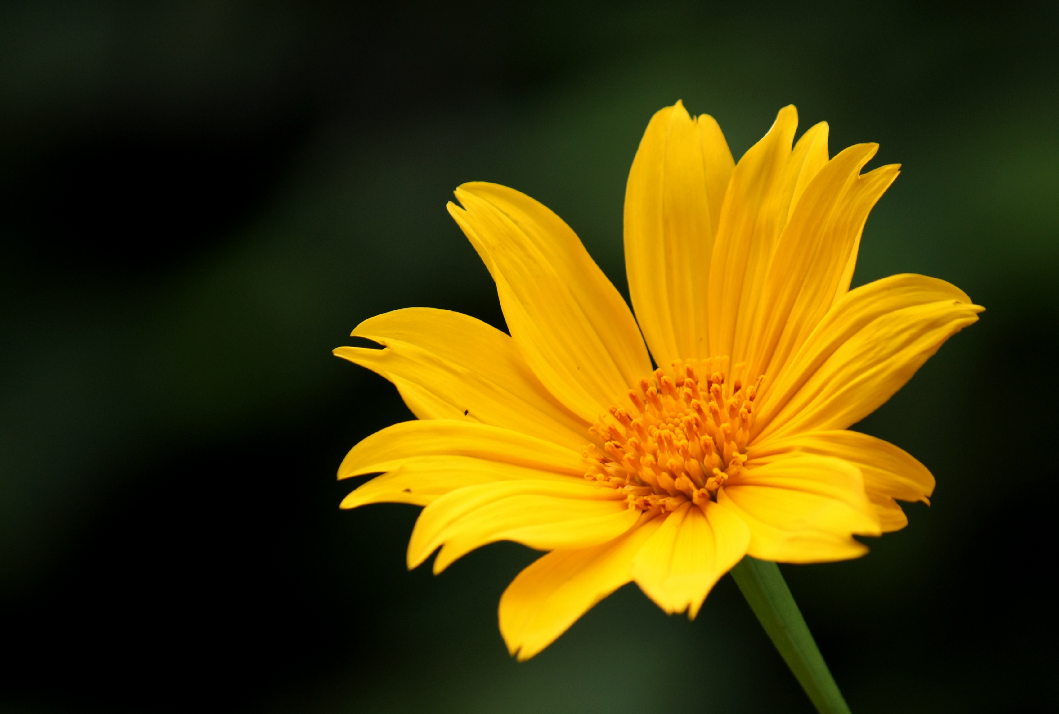 Tree Marigold photo 8