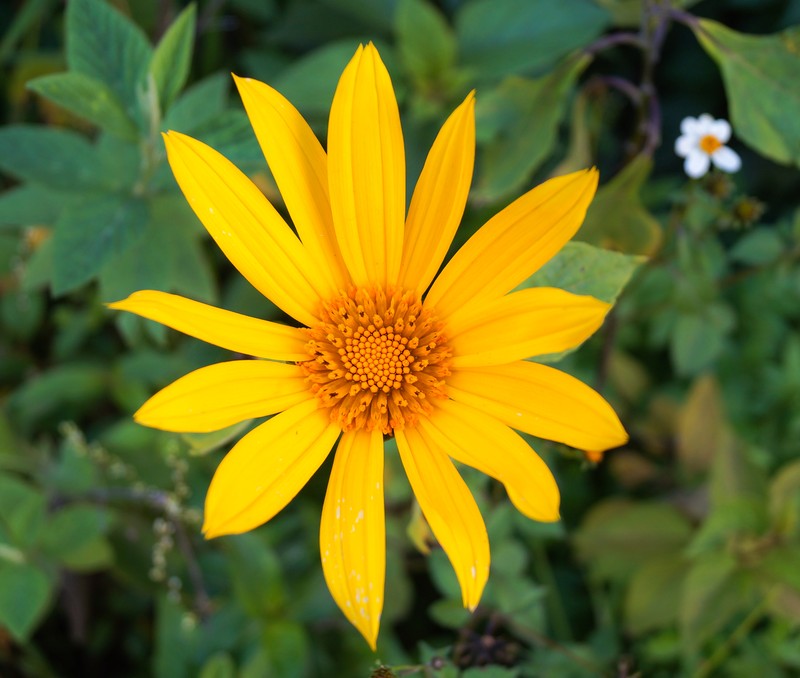 Tree Marigold photo 3