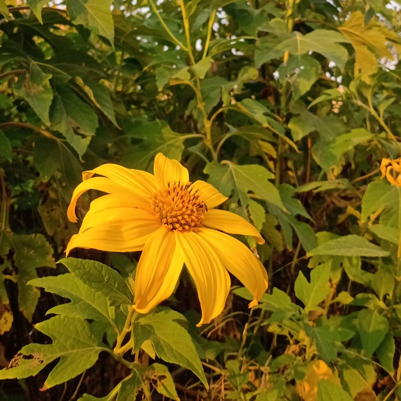 Tree Marigold photo 4
