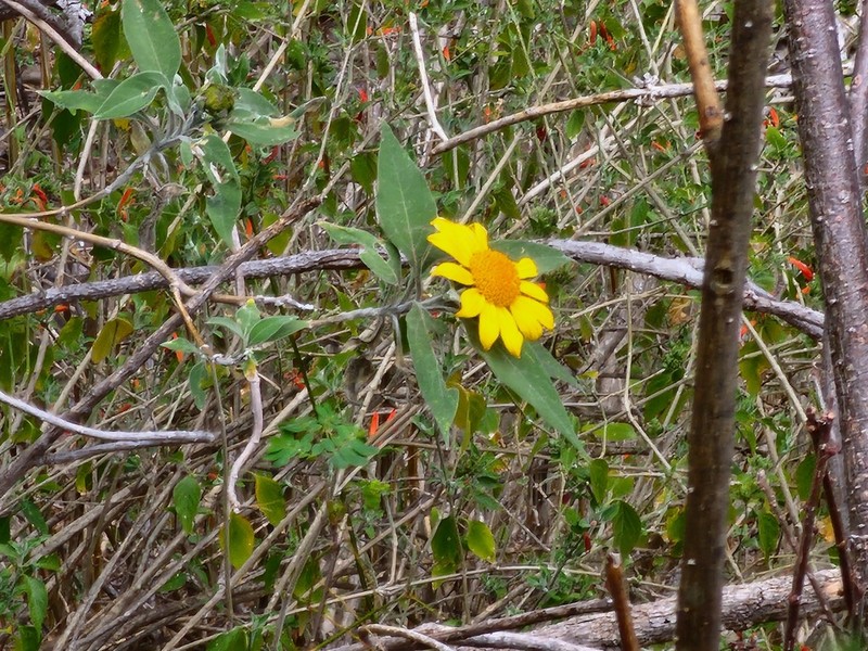 Tithonia fruticosa