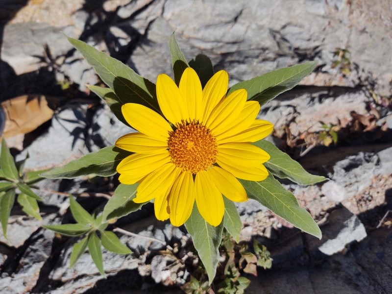 Tithonia fruticosa photo 2