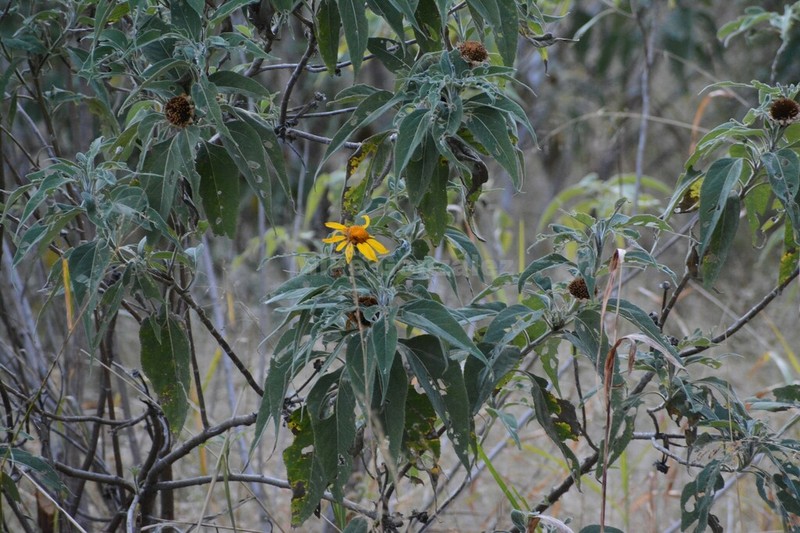 Tithonia fruticosa photo 3