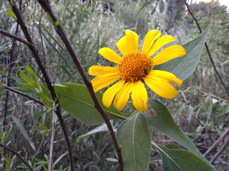Tithonia fruticosa photo 4