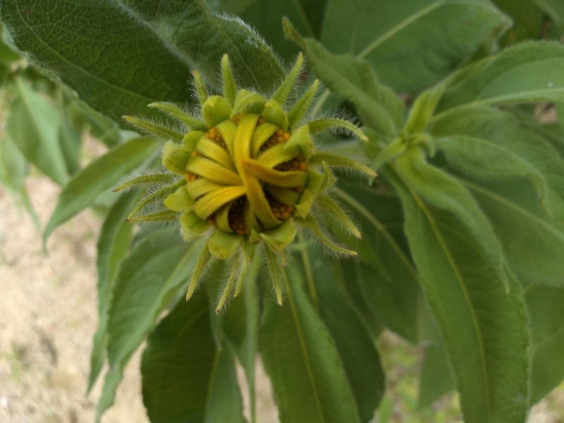 Tithonia fruticosa photo 5