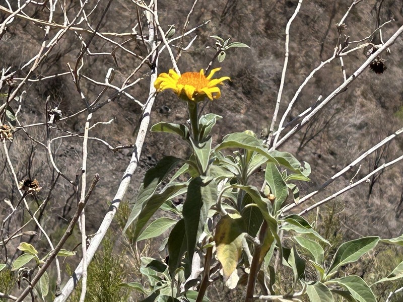 Tithonia fruticosa photo 6