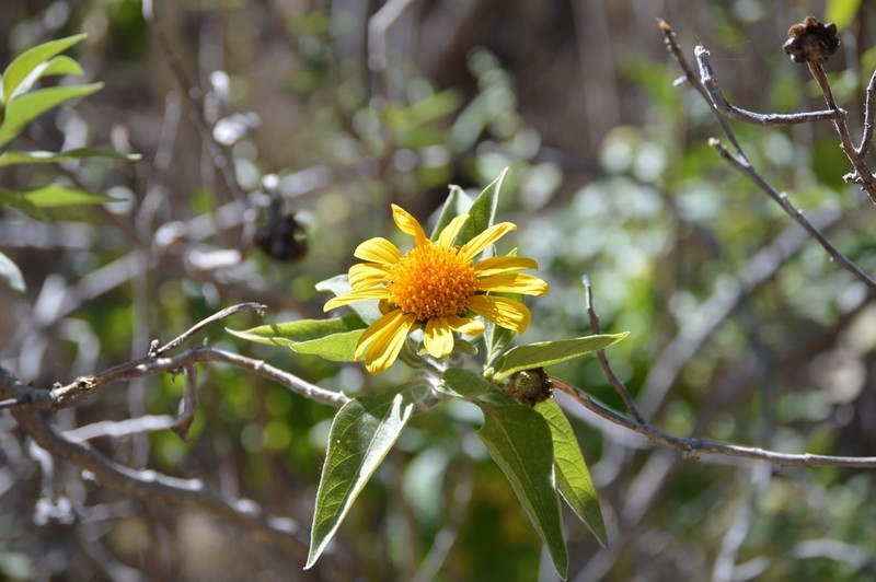 Tithonia fruticosa photo 7
