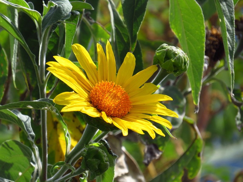 Tithonia fruticosa photo 8
