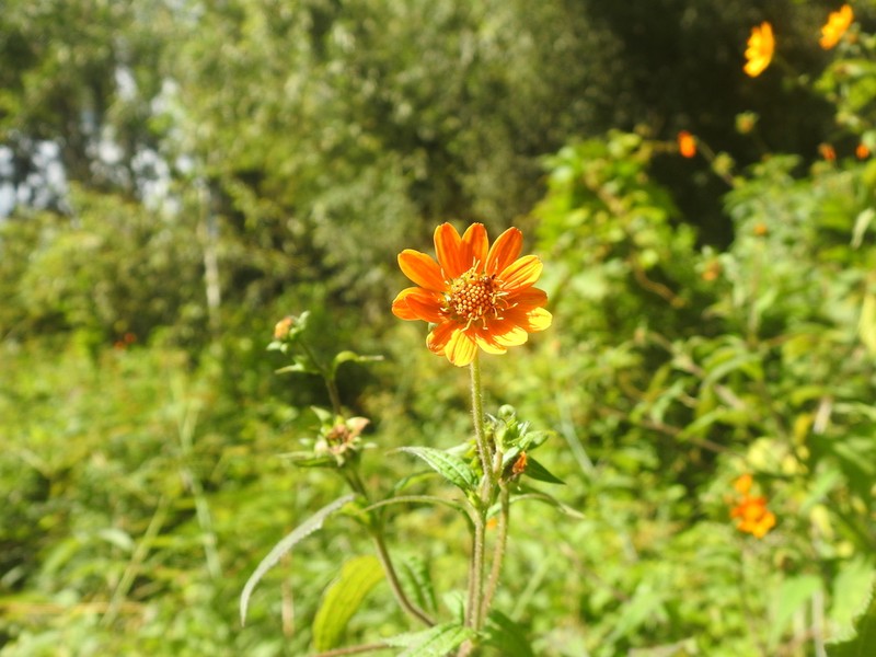 Tithonia hondurensis