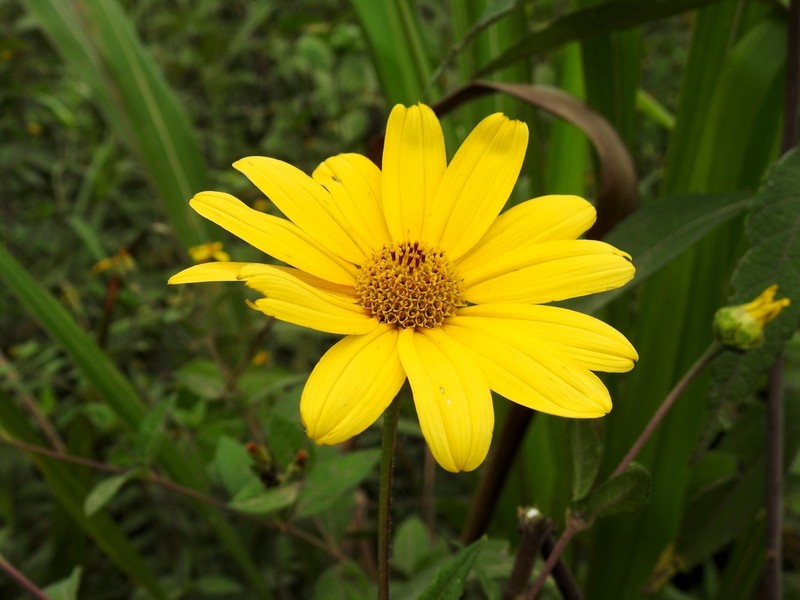 Tithonia hondurensis photo 2