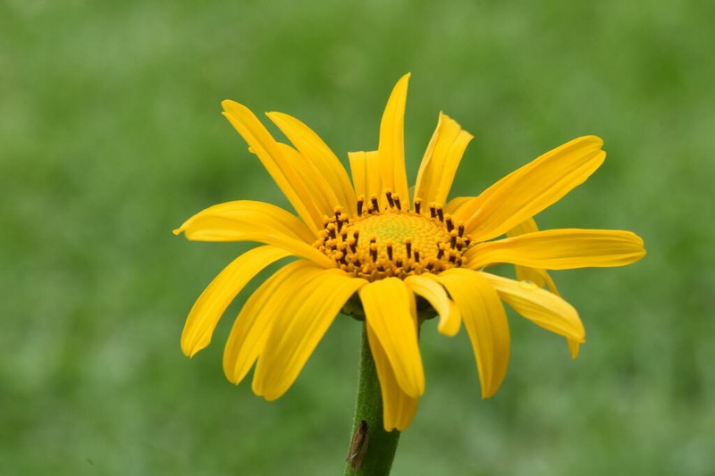 Tithonia hondurensis photo 3