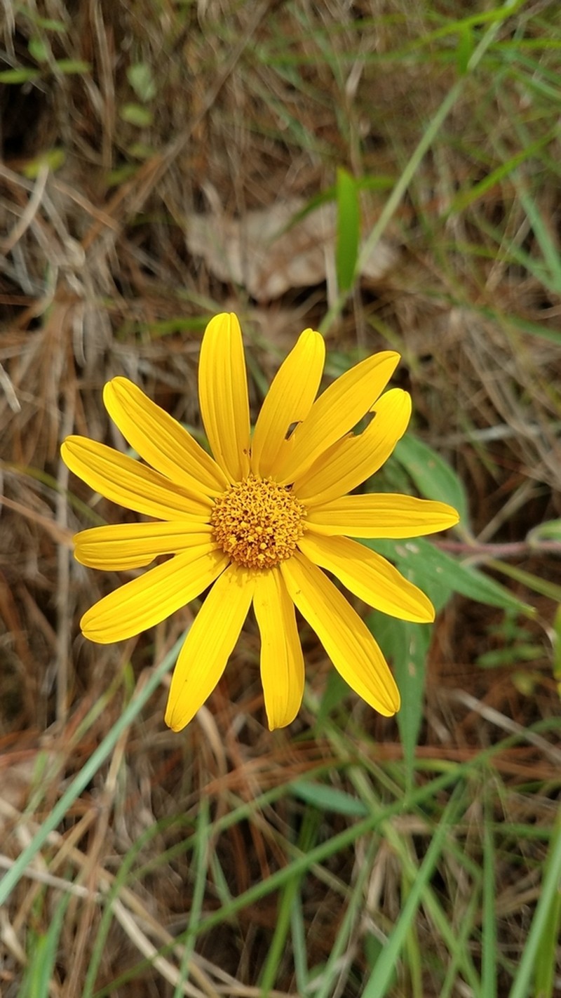 Tithonia hondurensis photo 5