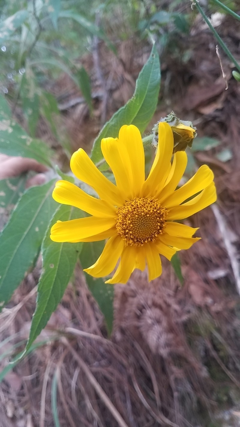 Tithonia hondurensis photo 6