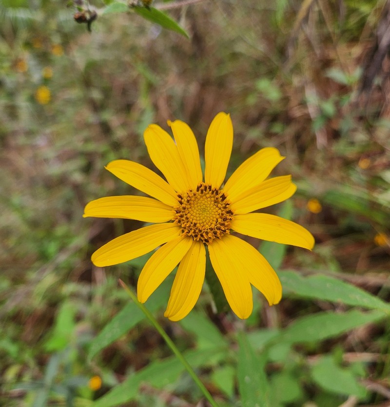 Tithonia hondurensis photo 8