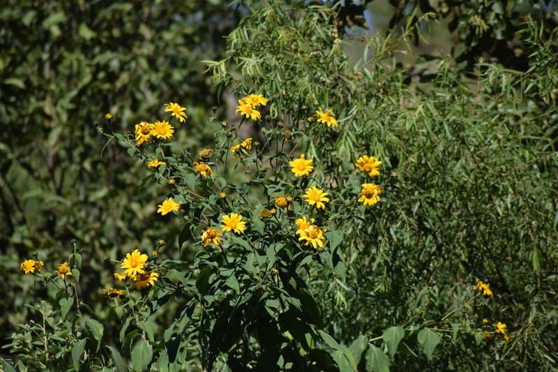 Tithonia longiradiata
