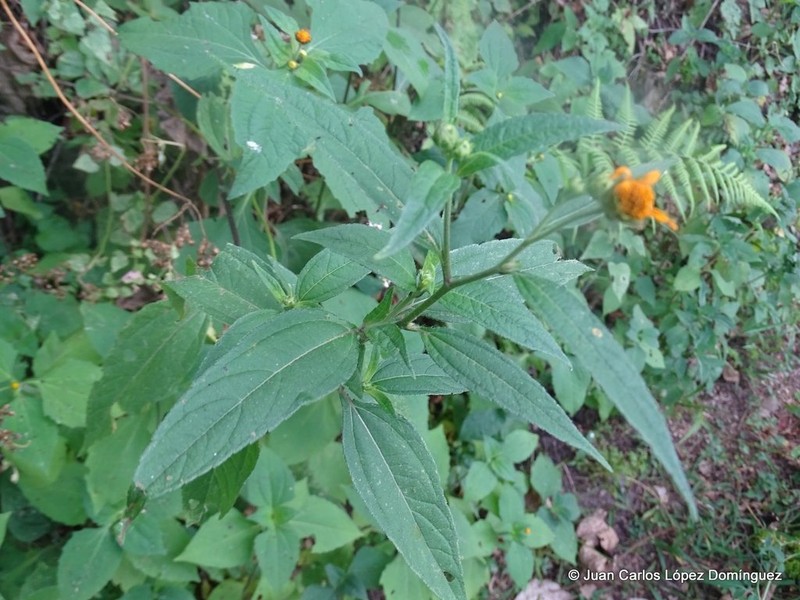 Tithonia longiradiata photo 2