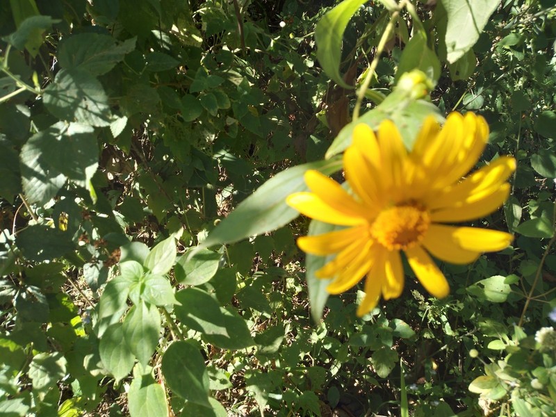 Tithonia longiradiata photo 3