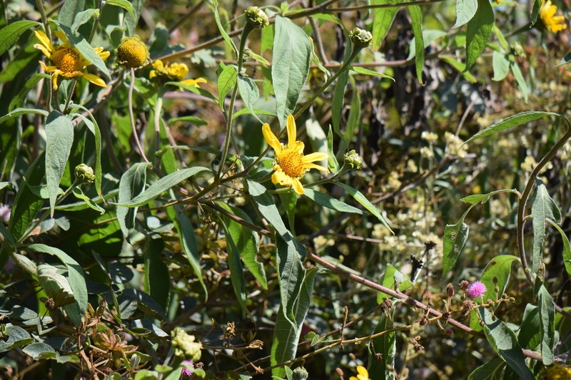 Tithonia longiradiata photo 4