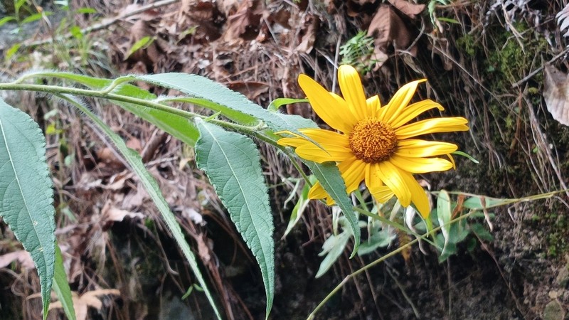 Tithonia longiradiata photo 5