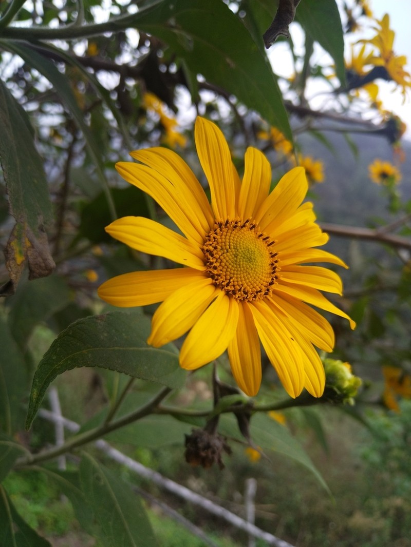 Tithonia longiradiata photo 6