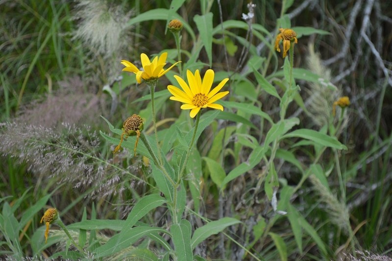 Tithonia longiradiata photo 8