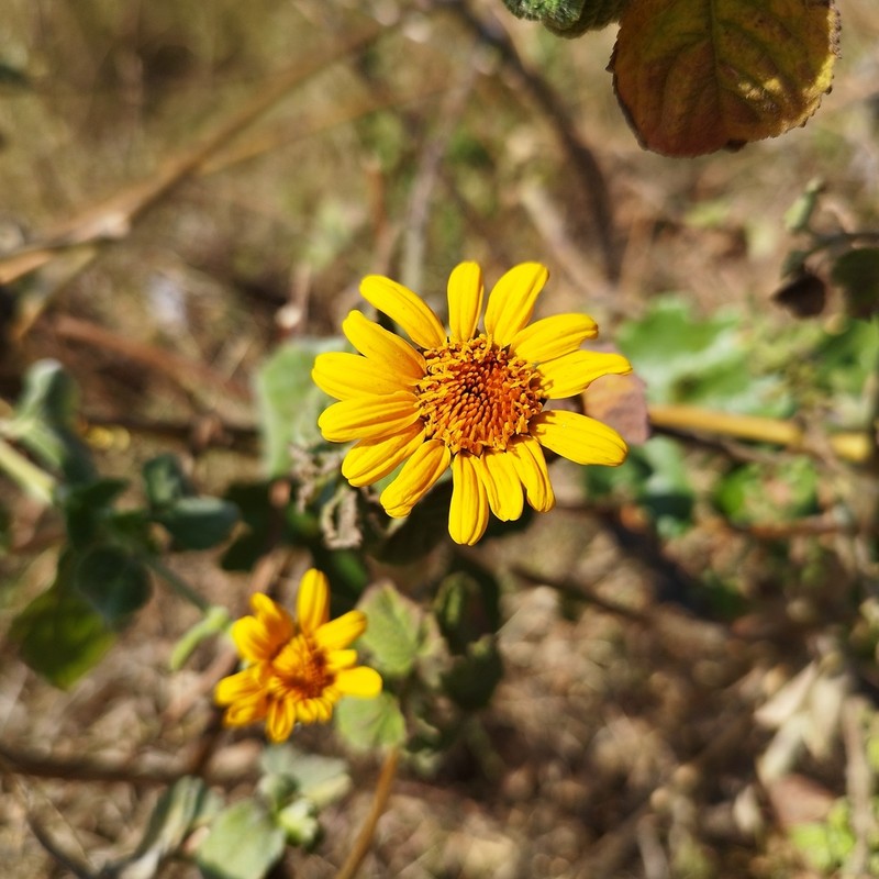 Tithonia paneroi