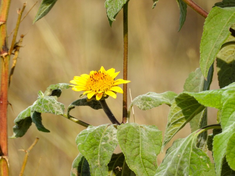 Tithonia paneroi photo 2