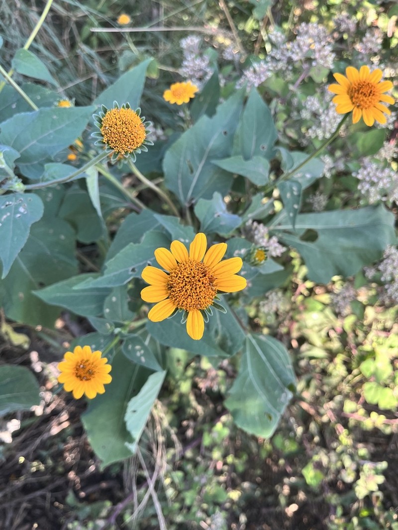 Tithonia paneroi photo 3