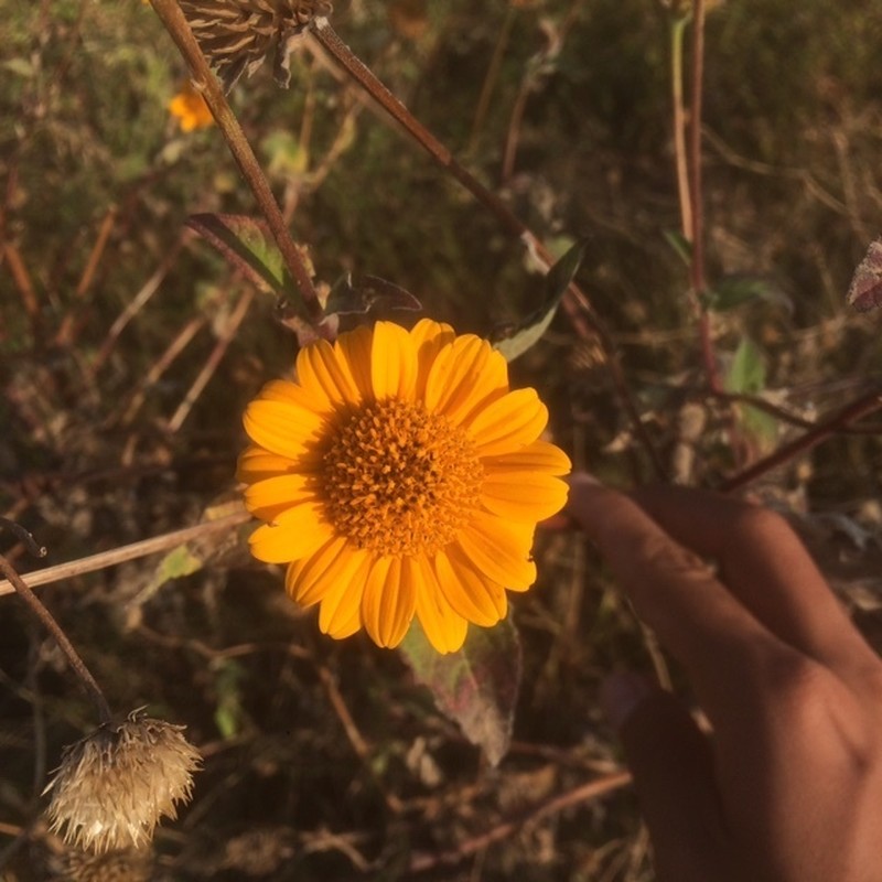 Tithonia paneroi photo 4