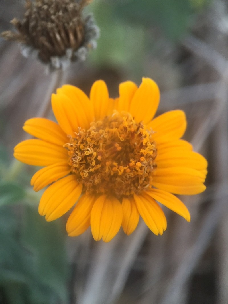 Tithonia paneroi photo 5