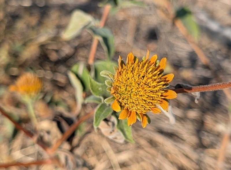Tithonia paneroi photo 6