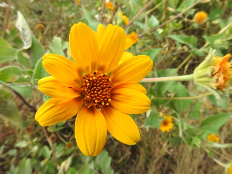 Tithonia paneroi photo 7