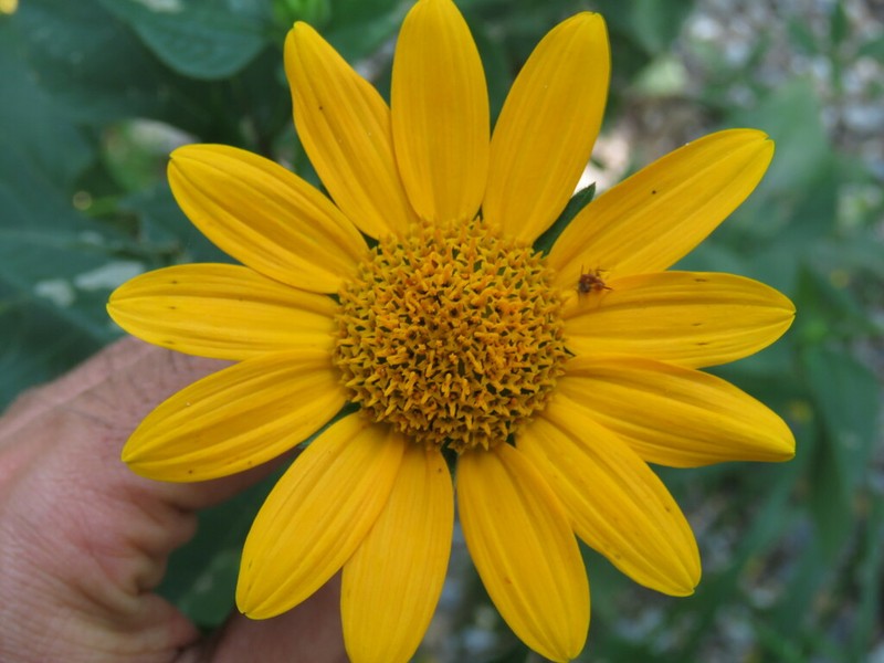 Tithonia paneroi photo 8