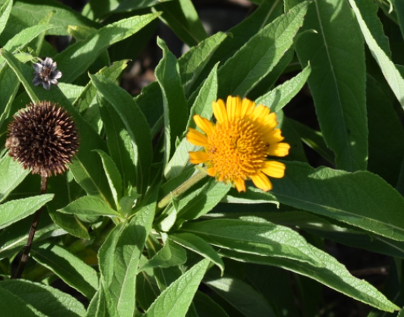 Tithonia pedunculata