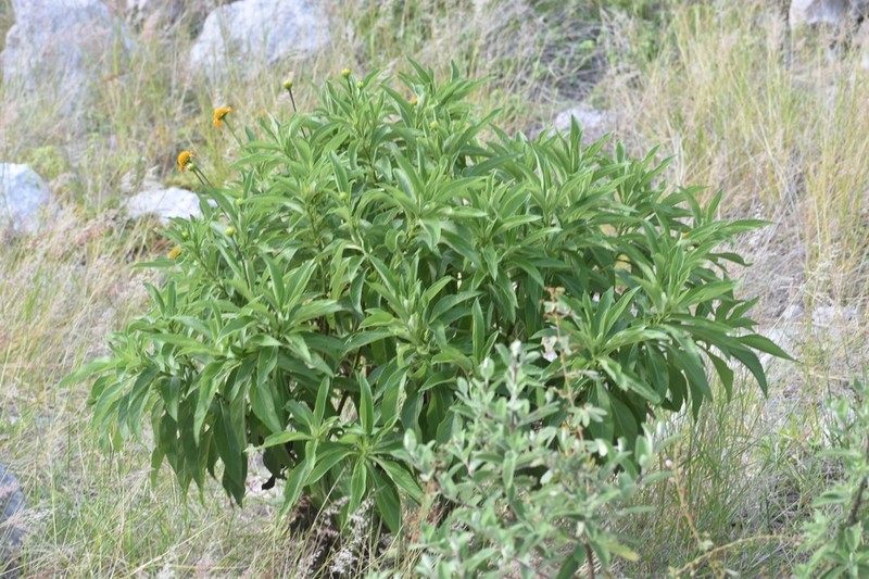 Tithonia pedunculata photo 2