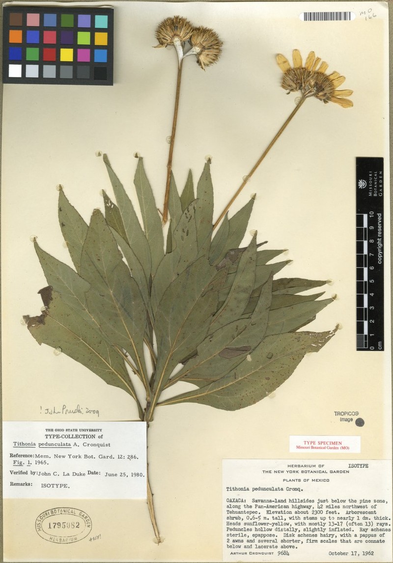 Tithonia pedunculata photo 3
