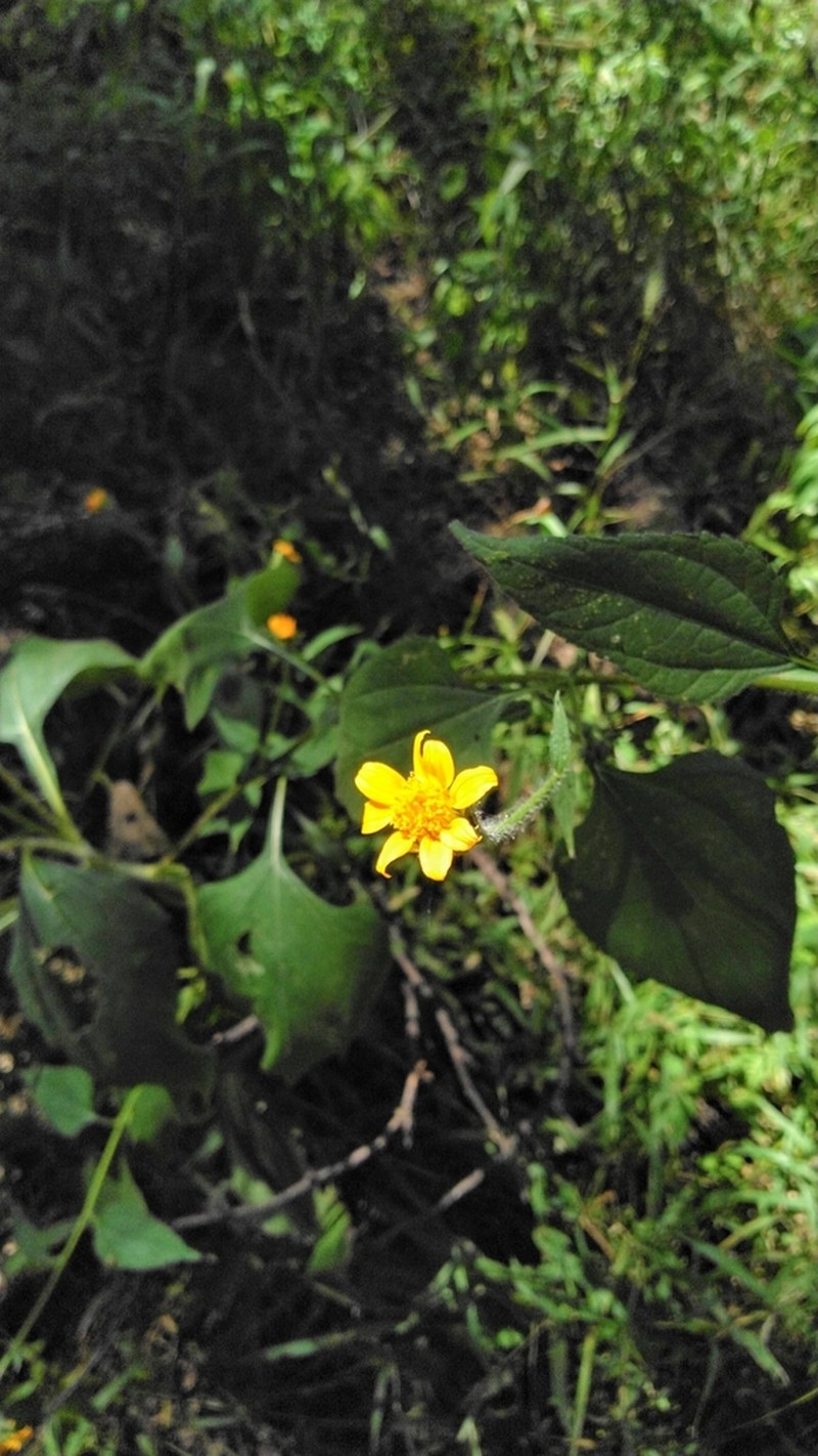 Arizona Sunflowerweed
