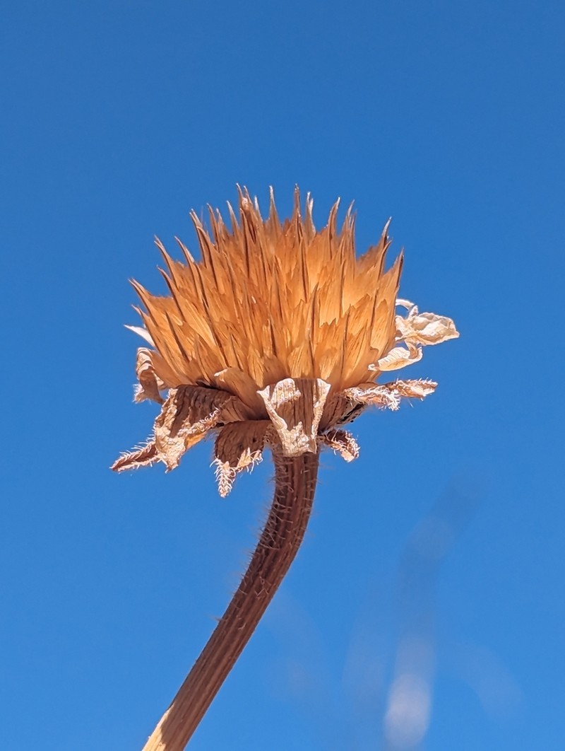 Arizona Sunflowerweed photo 2