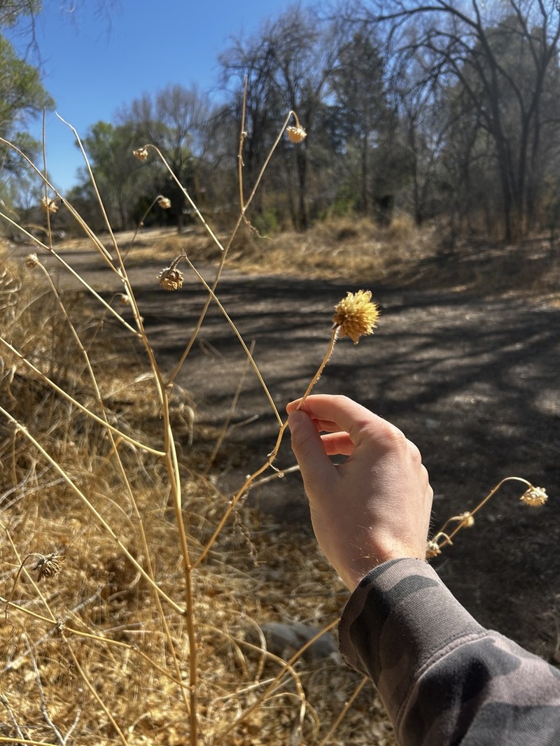 Arizona Sunflowerweed photo 3