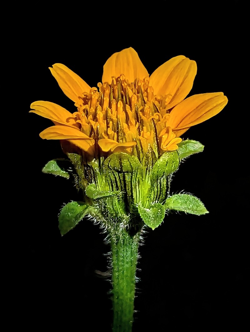 Arizona Sunflowerweed photo 4