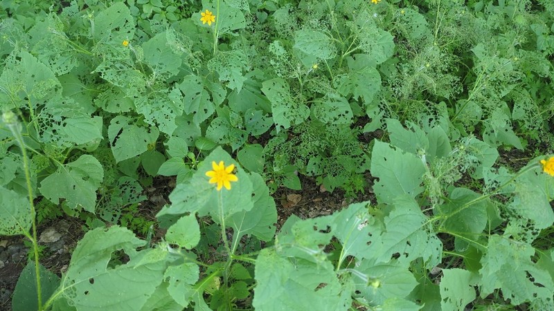 Arizona Sunflowerweed photo 5