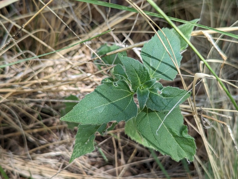 Arizona Sunflowerweed photo 6