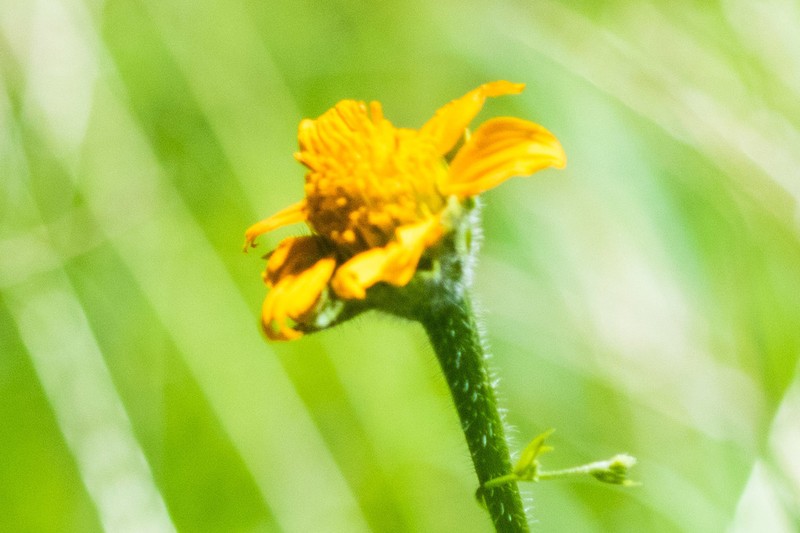 Arizona Sunflowerweed photo 7