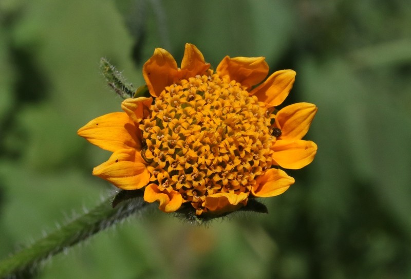 Arizona Sunflowerweed photo 8