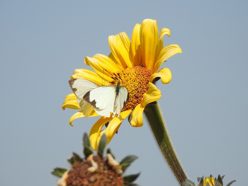 Tithonia tubaeformis photo 3